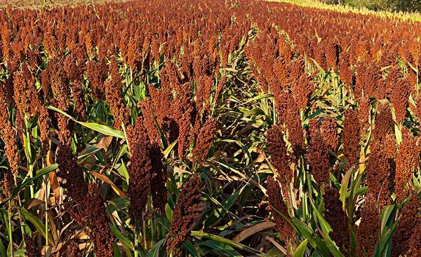 高粱品种图片大全,高粱乌米图片