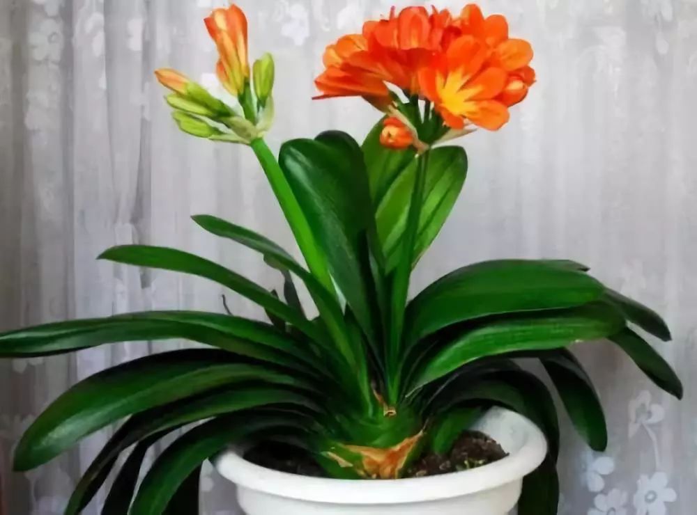 吸甲醛超强的十五种植物,新房如何种植去甲醛植物