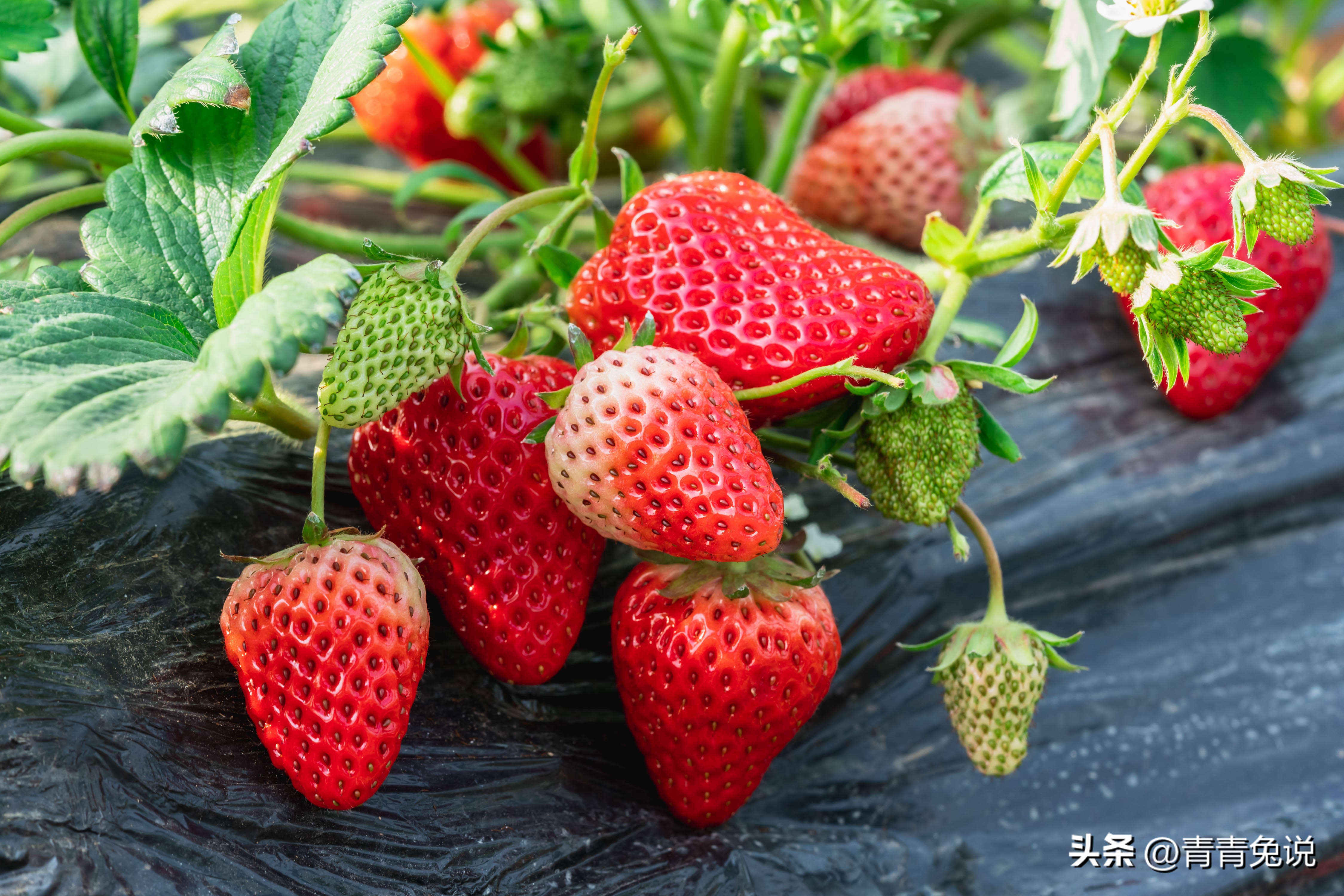 春季多吃这5种菜帮助孩子长得高,孩子常吃这几种水果营养健康成长