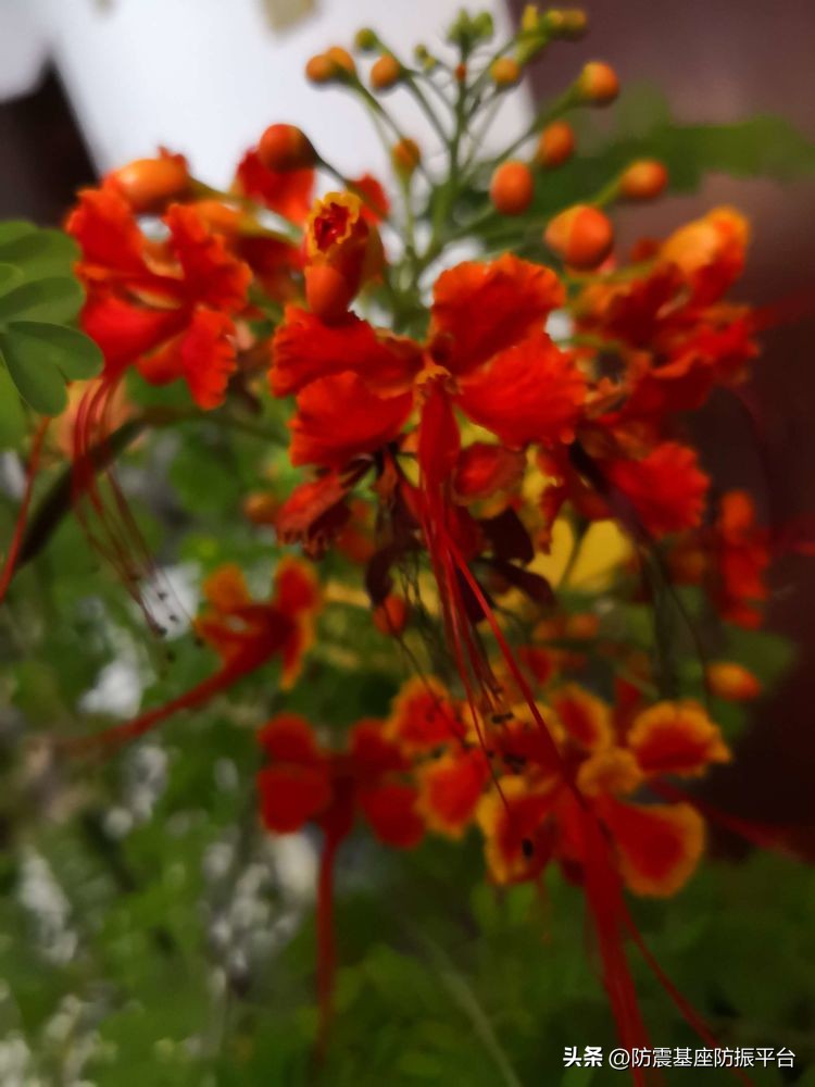 从发芽到开花的乐趣,从种子到果实成熟的感悟