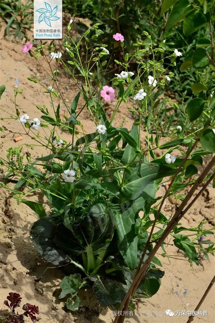 植物幼苗的发展过程详细,植物的幼苗在生长过程中