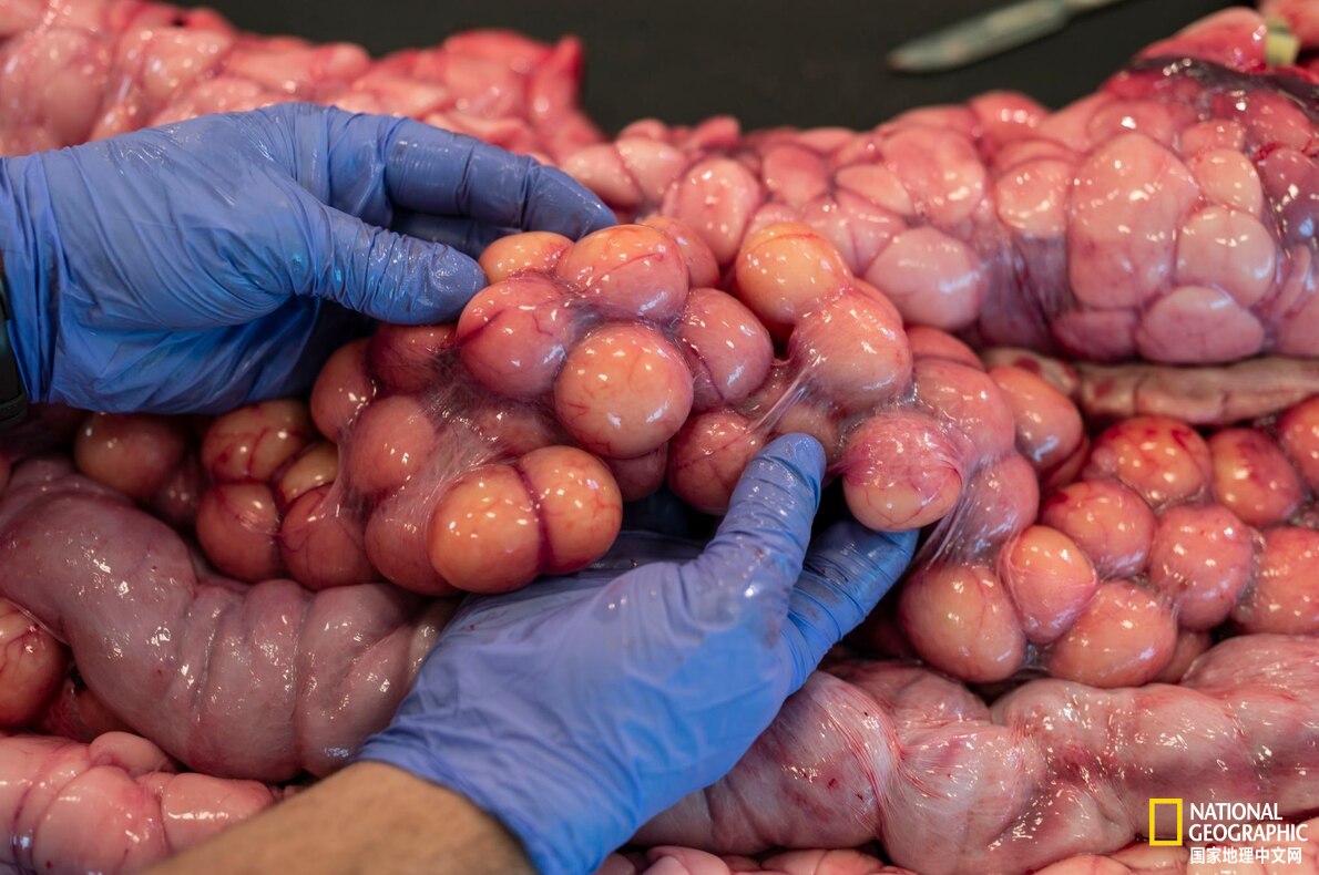 目前已发现最大的蟒蛇,目前发现最大的蟒蛇有多大