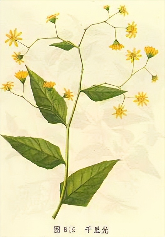 《神农识药》清热解毒药之千里光