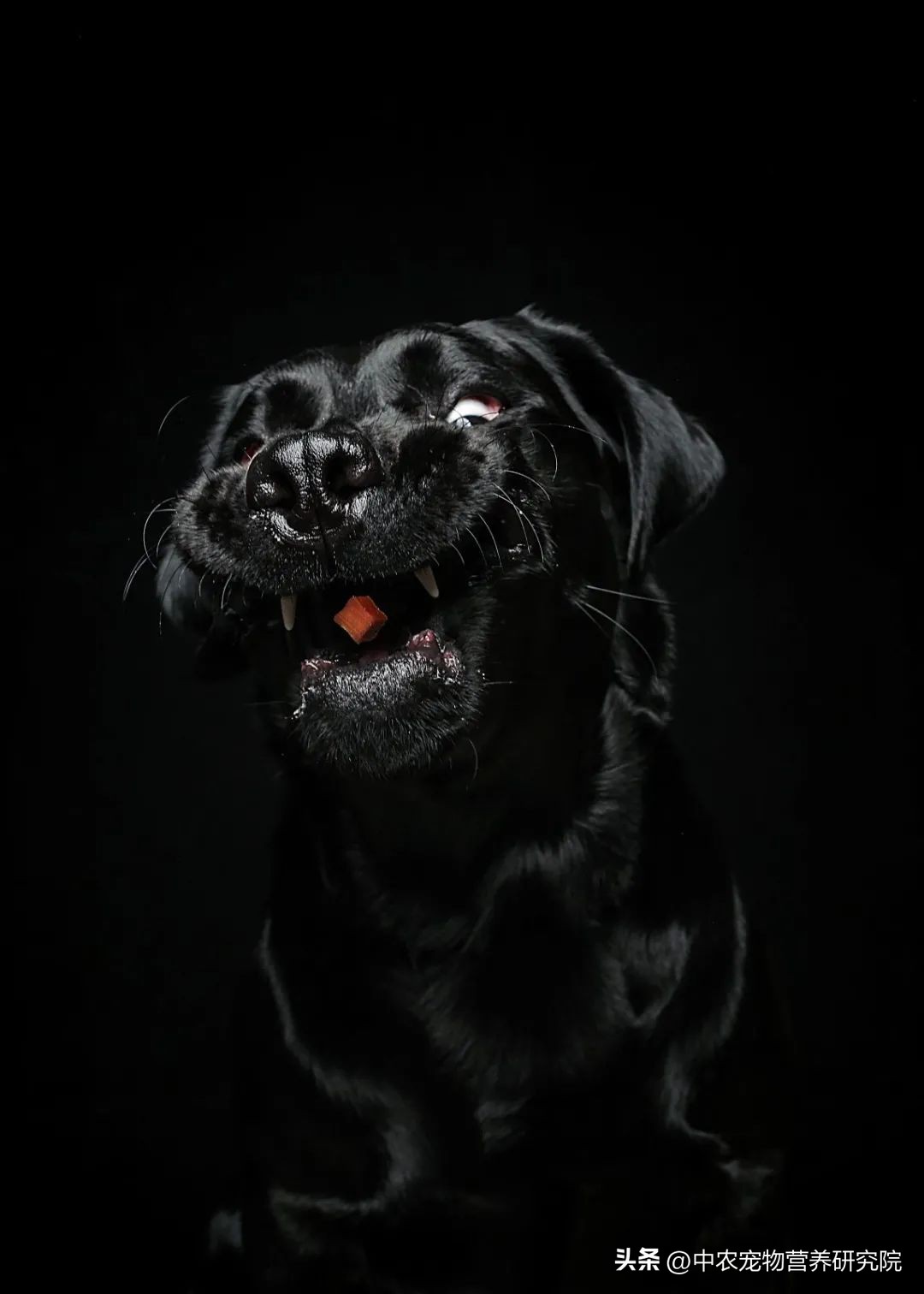 宠业新观察,中国宠物行业的发展史