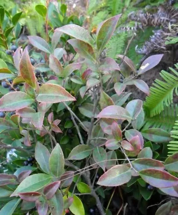 南烛，白天不懂夜的黑，饭的黑你可能也不懂｜花名册No.00174