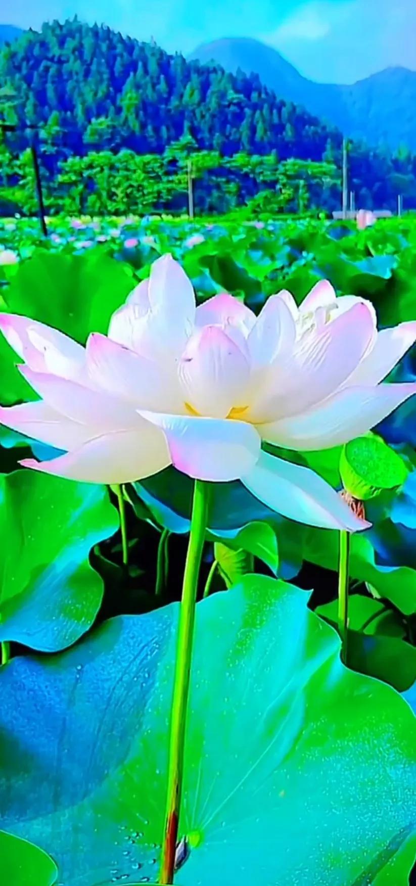 夏至荷花荷叶图片,夏至时节荷花正美图片