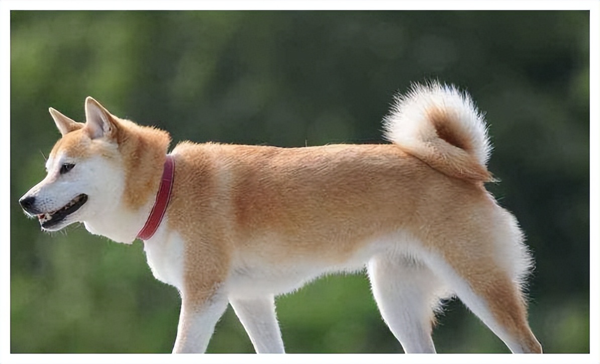 你真的了解生肖属狗之人吗,你知道属狗的人讨厌什么