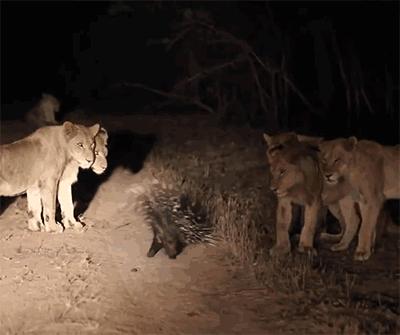 蟒蛇吞野猪被刺死,豪猪刺死巨蟒蛇