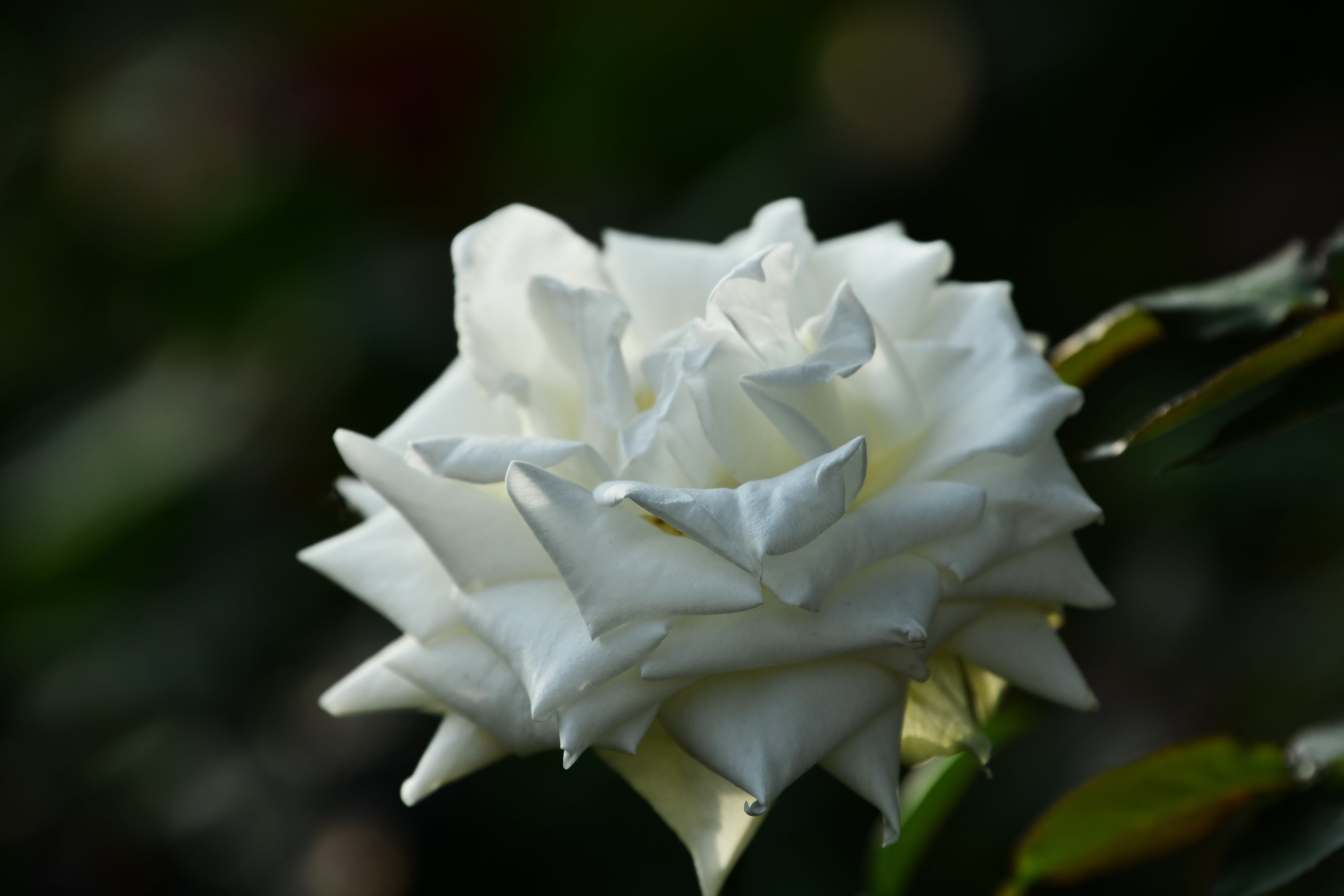 广州市番禺区宝墨园攻略,广州宝墨园景观