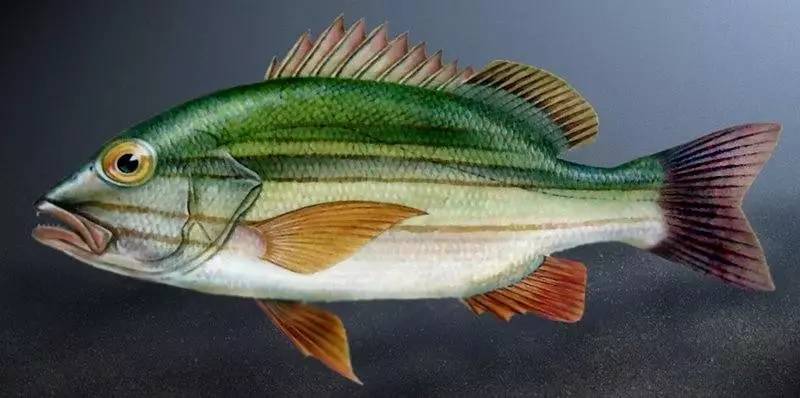 大连渔业发展,大连有多少种鱼类