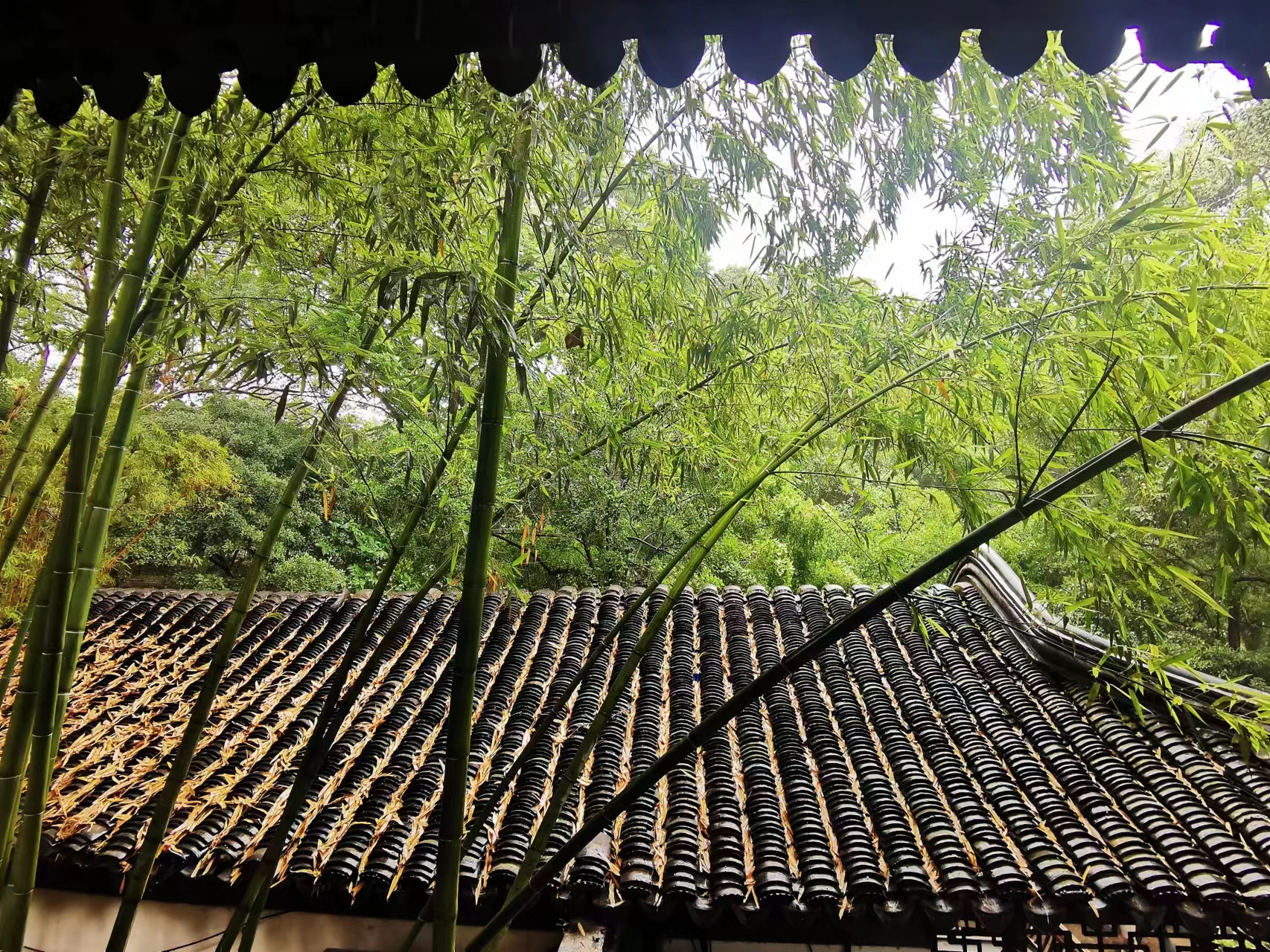 苏州虎丘茶花村,苏州最值得去的地方虎丘