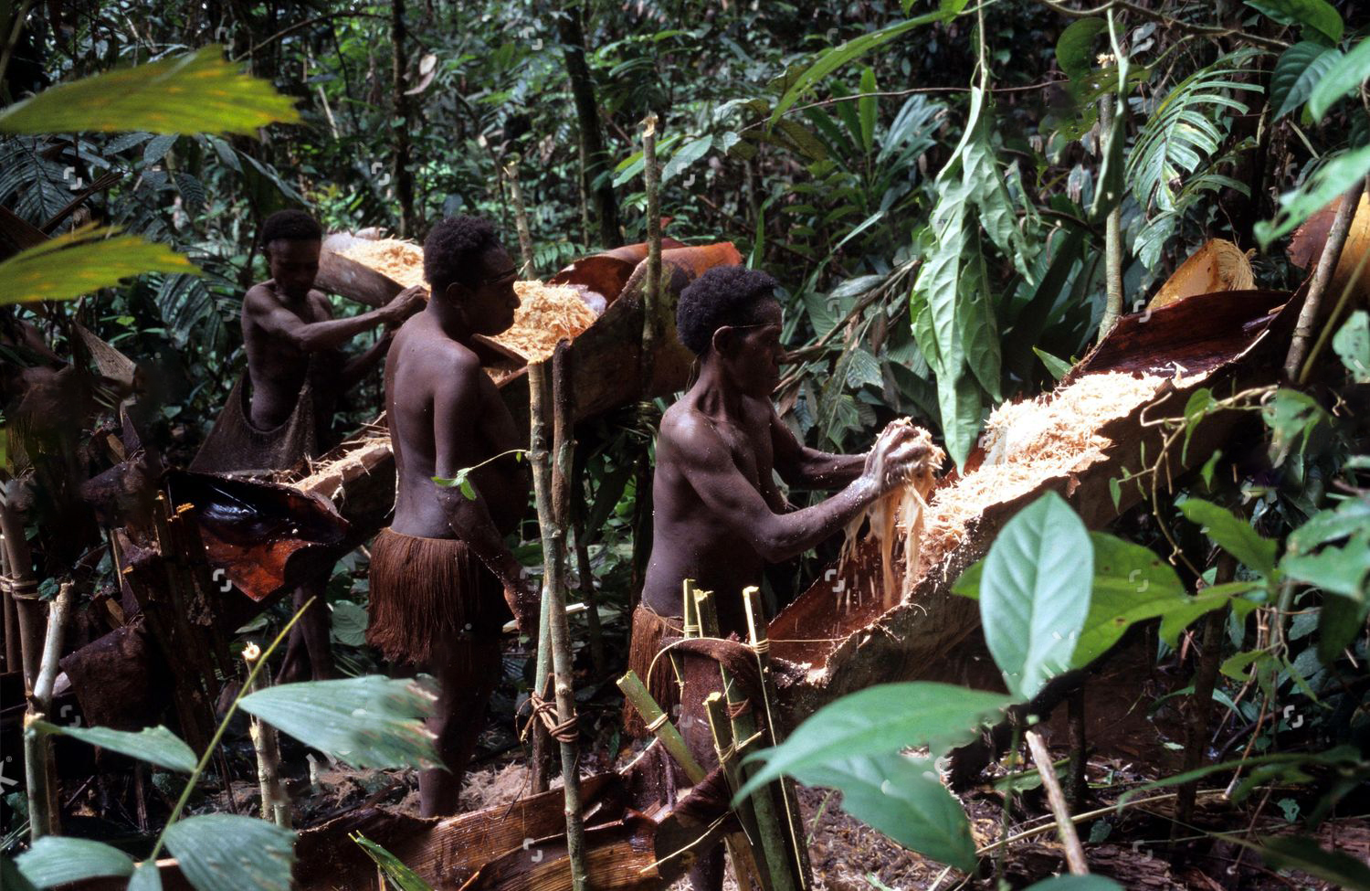 食人族现在有多少人,食人族平均年龄