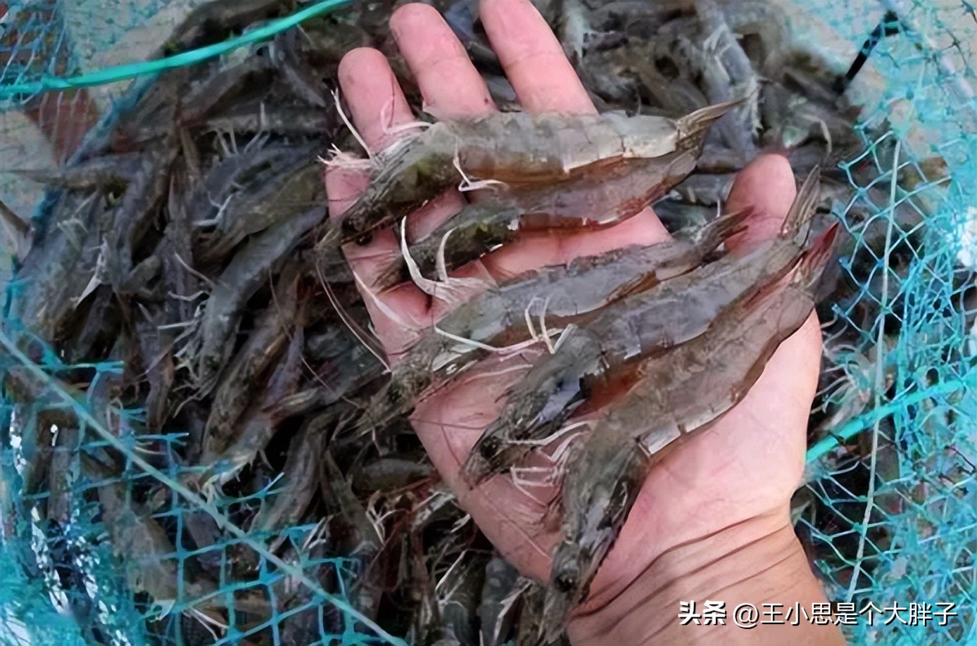 购买新鲜虾的正确方法,水产虾怎么挑选