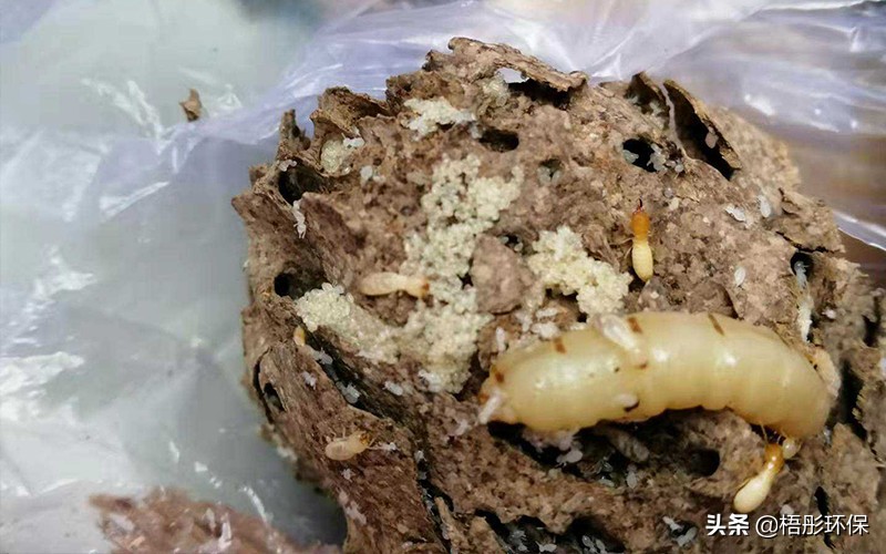 家里怎么预防白蚁最好方法,晚上一开灯虫子太多怎么去除