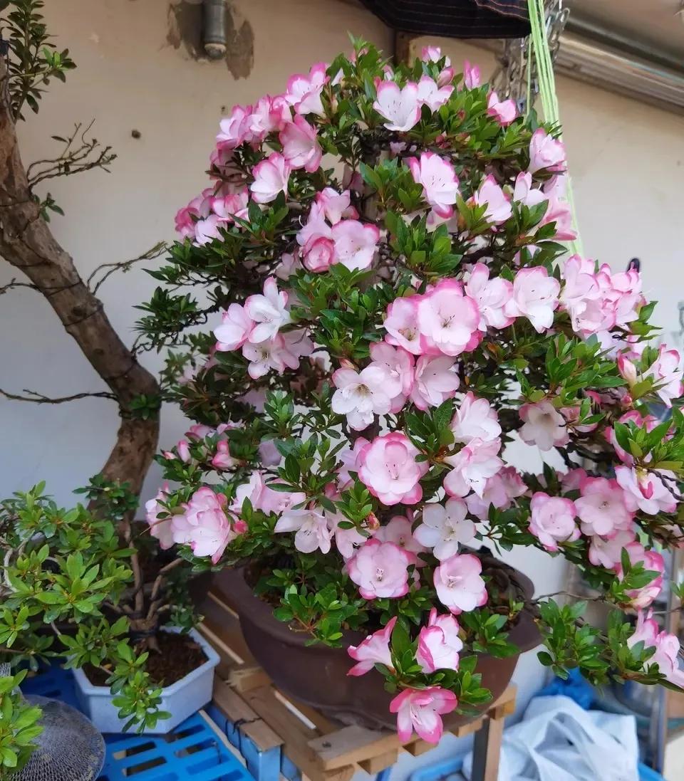 4种贵气花越养越旺家,家养3种富贵花福气好运挡不住