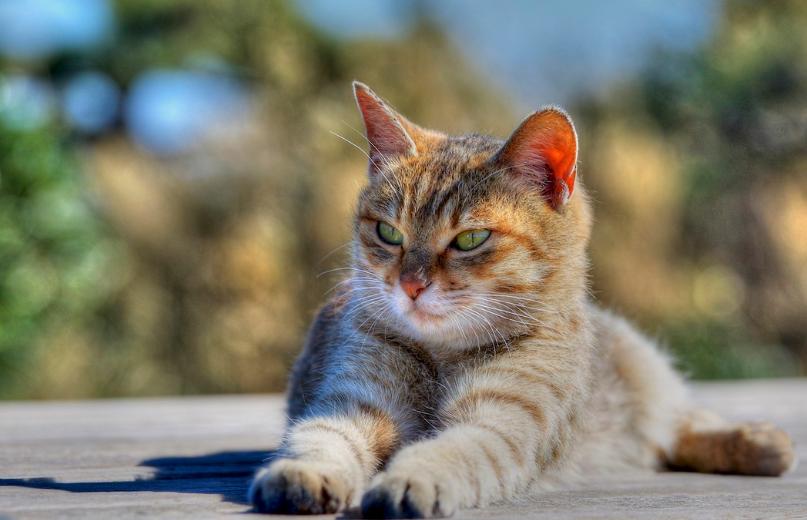 猫超可爱治愈的图片,罕见的流浪猫图片卡通可爱