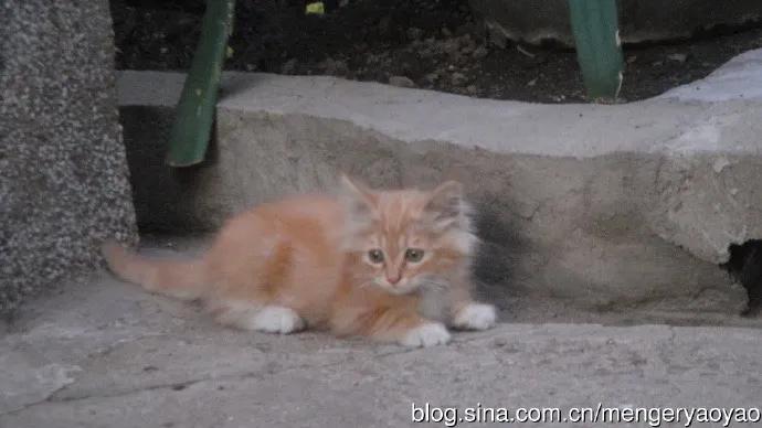 忧郁的毛毛小说,情缘伤感情歌