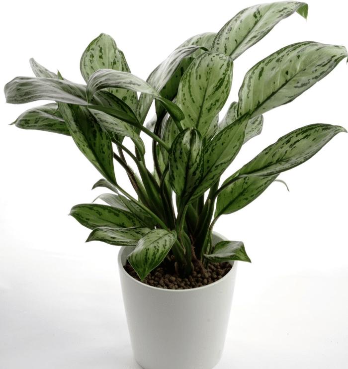 推荐9种适合在办公室养的小盆栽,适合办公室养的大盆栽