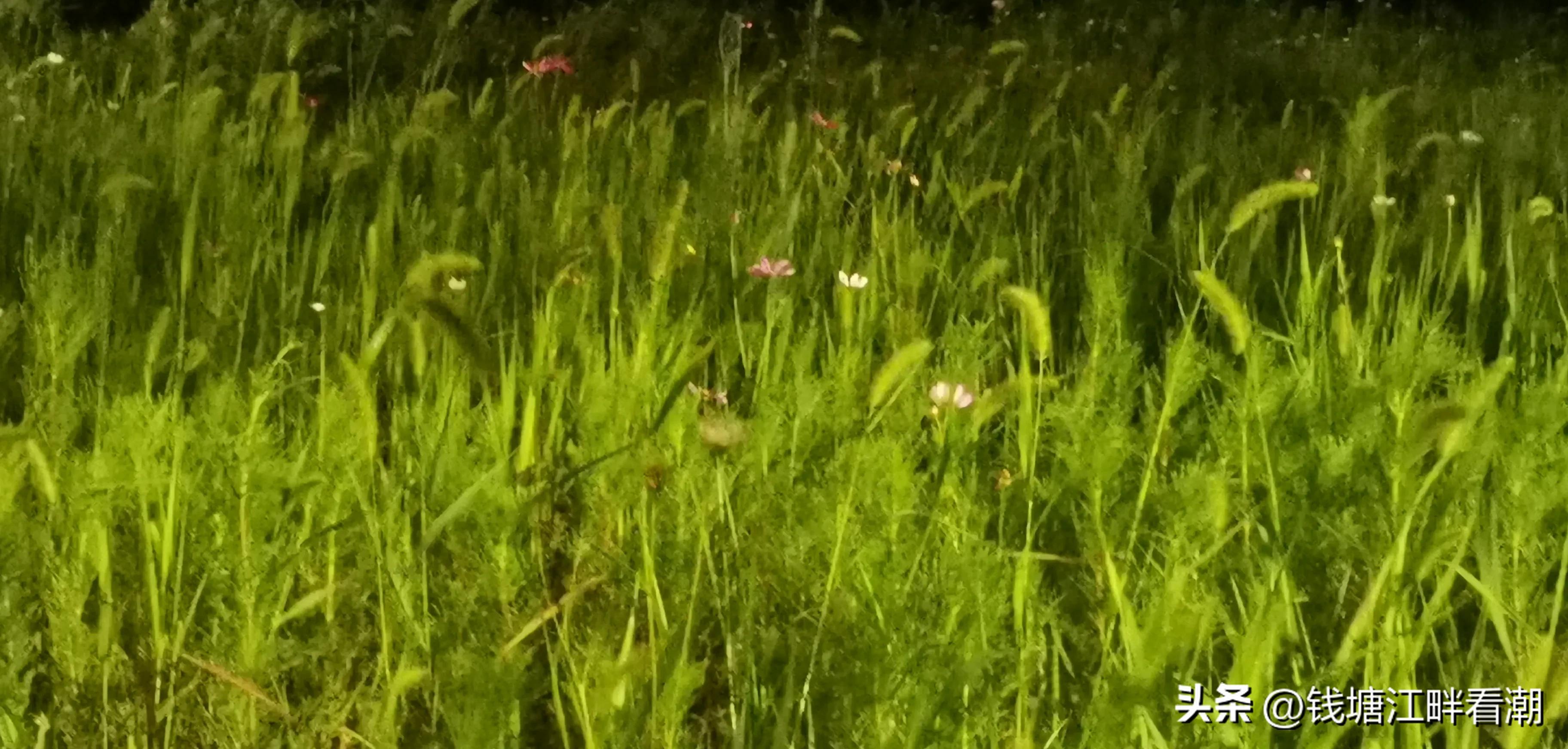 #不能这样活#（14）鹅足肌腱炎