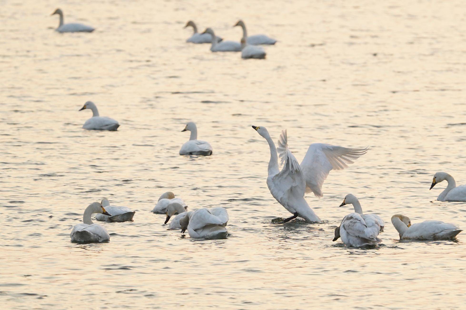 100个出自诗经楚辞的男孩名字推荐,100个出自诗经楚辞女孩名字