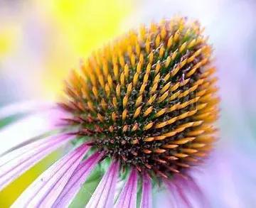 各种形态的花卉,30多种奇异的鲜花供你欣赏收藏