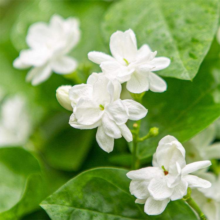 适合在家里养的净化空气的花,家里养什么花能净化空气