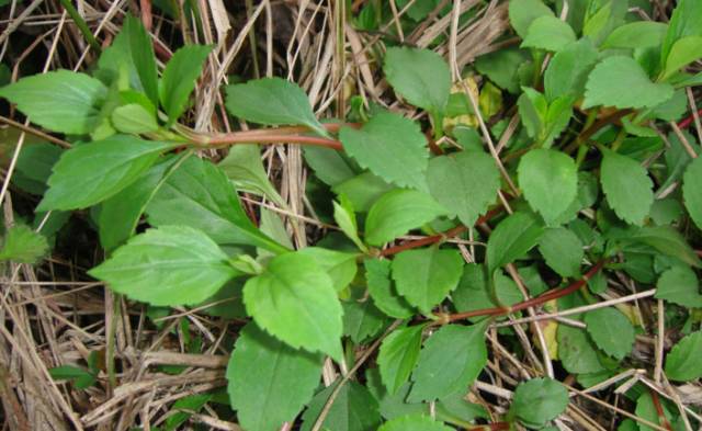 有一种臭脚丫味，味道有特色，人称“野菜界的榴莲”，你可吃过？