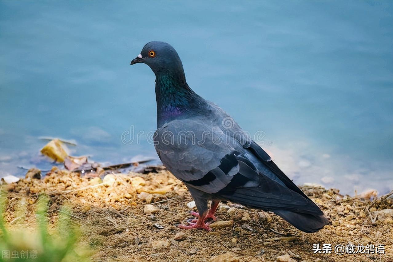 信鸽返祖遗传出一根白条,信鸽返祖现象主要表现