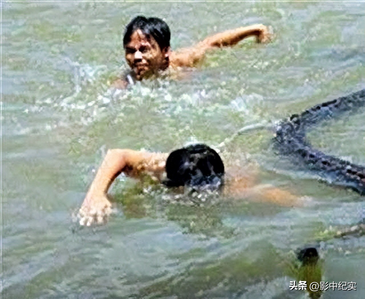 海南巨蟒为报恩当起“保姆”,50年代南海巨蟒事件