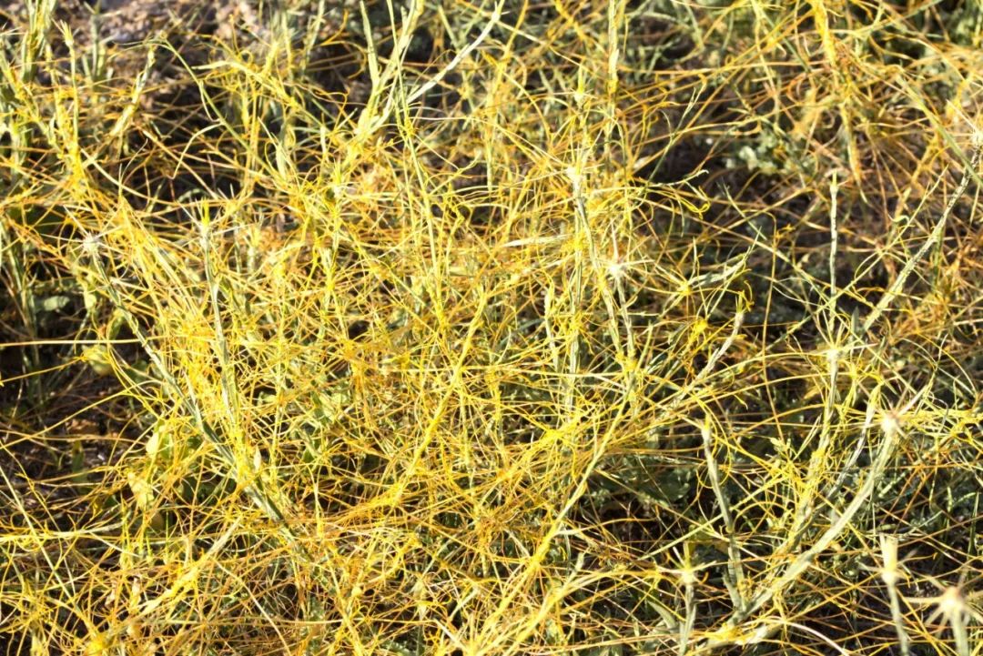 “菟菟”那么可爱，为什么还要这么卷呢？