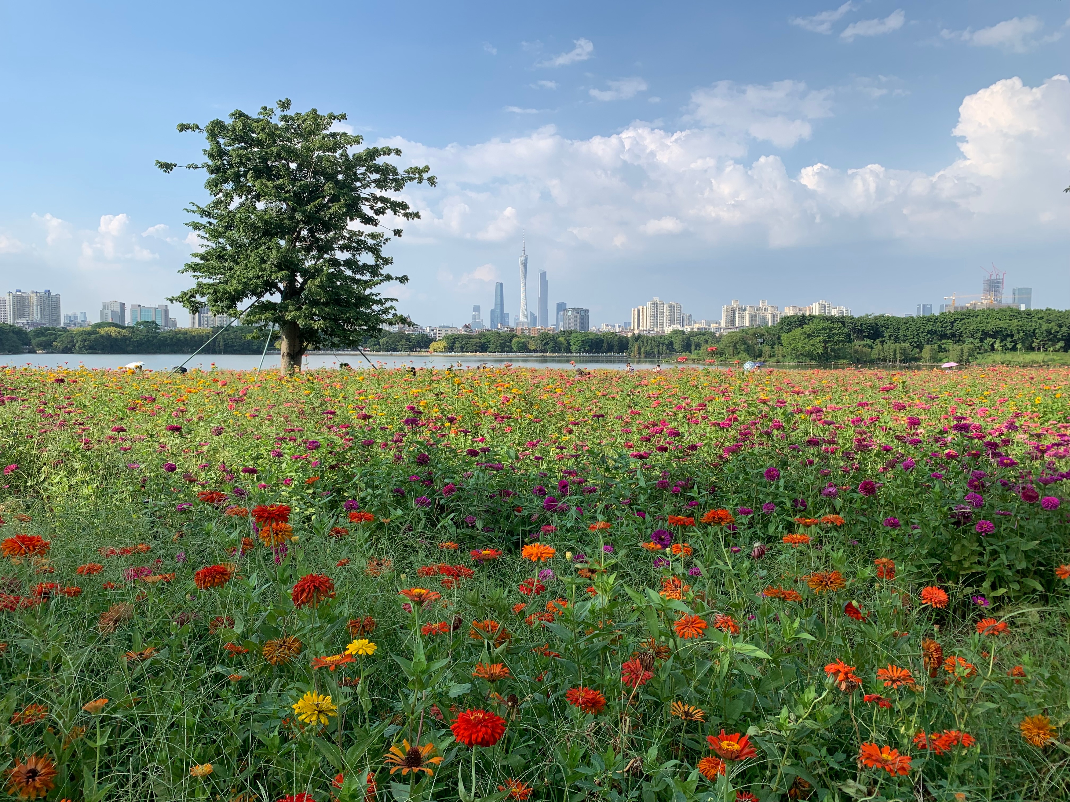 广州国庆假期一日游:南肾海珠湖国家湿地公园的最佳旅游攻略