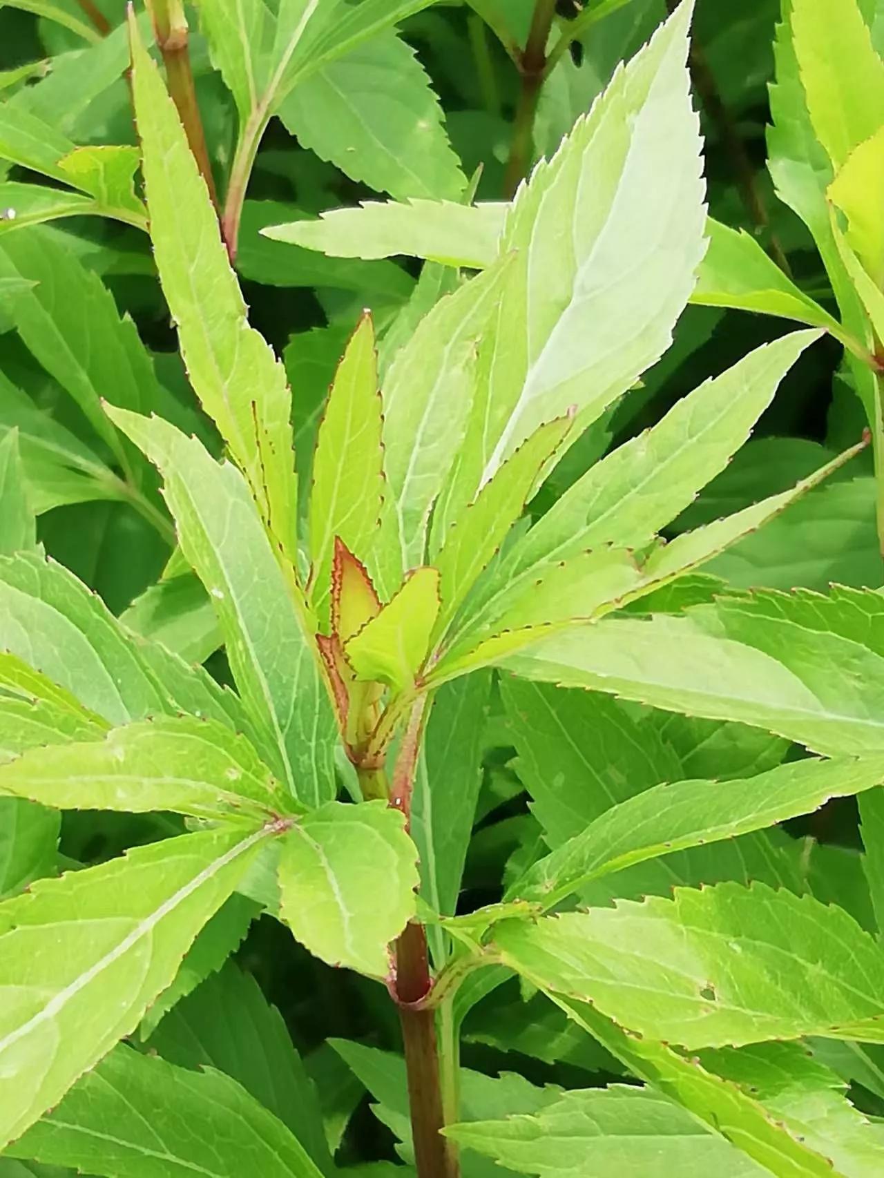 草木人间侯马,草木人间新世纪