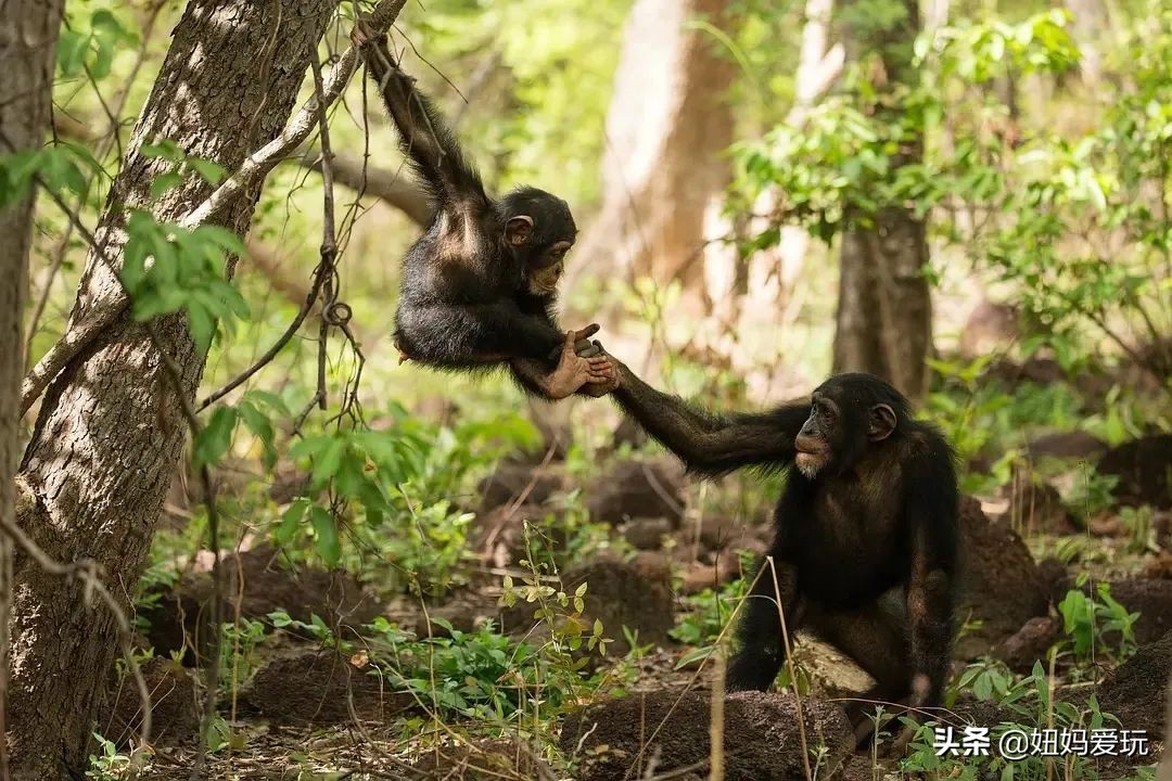 这几部口碑爆棚的宝藏纪录片,国庆孩子必看的8部神级纪录片