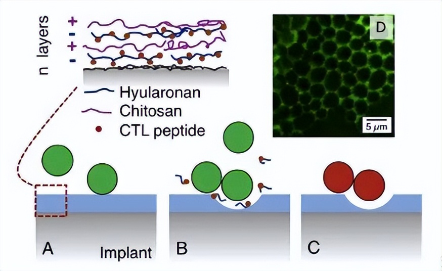 壳聚糖膜的制备流程,壳聚糖制备保鲜膜