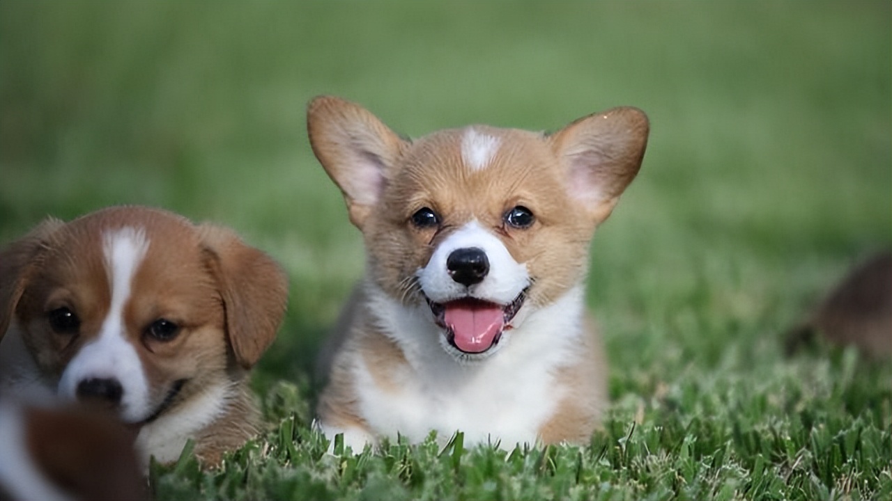 狗吃了老鼠药一般多久熬过危险期,狗误食老鼠药多久证明过了危险期