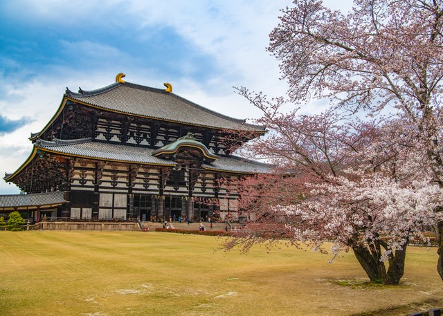 又到樱花季,什么时候去日本看樱花比较好