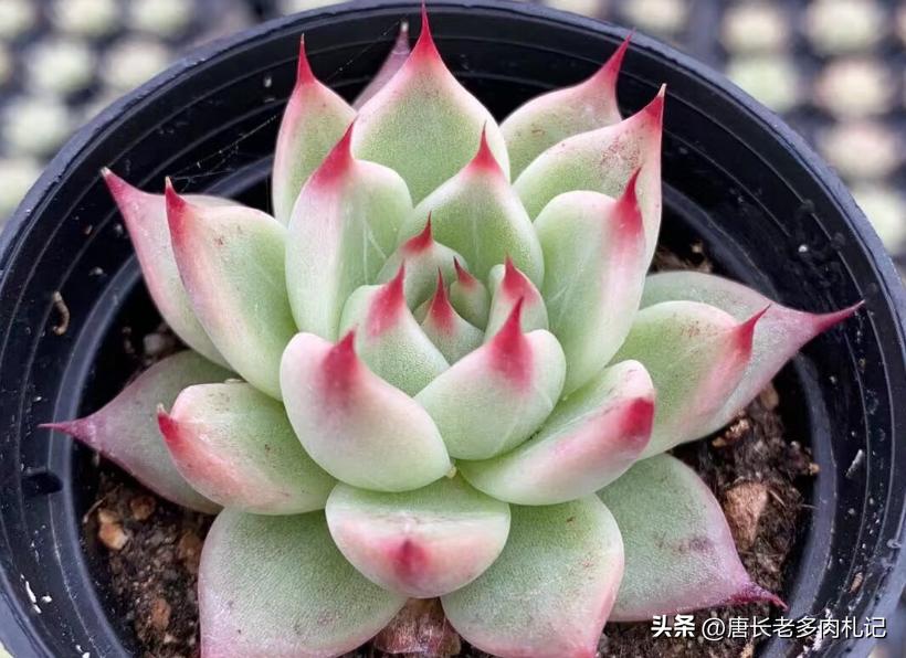托斯卡内利和蓝眼睛是一个品种吗,多肉托斯卡内利适合阳台养吗