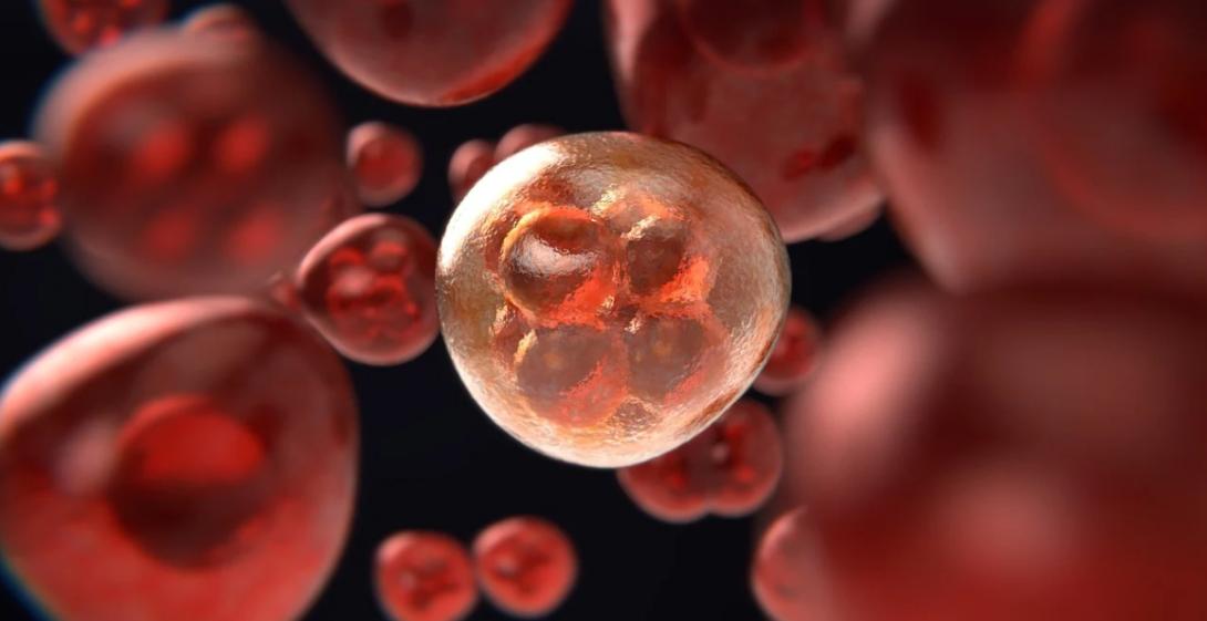 扦插月季添加微生物菌剂有好处吗,加入生根粉和多菌灵的土能种菜吗