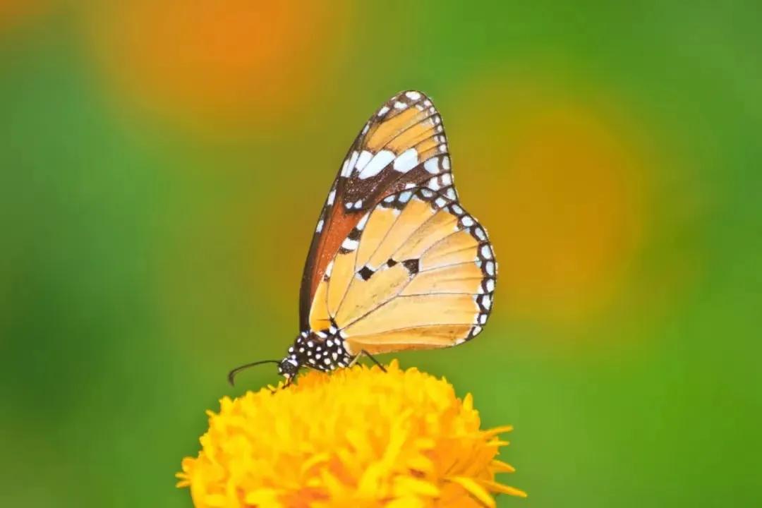 东风起，春意浓，有一朵花为你而开，有一个春天为你而来