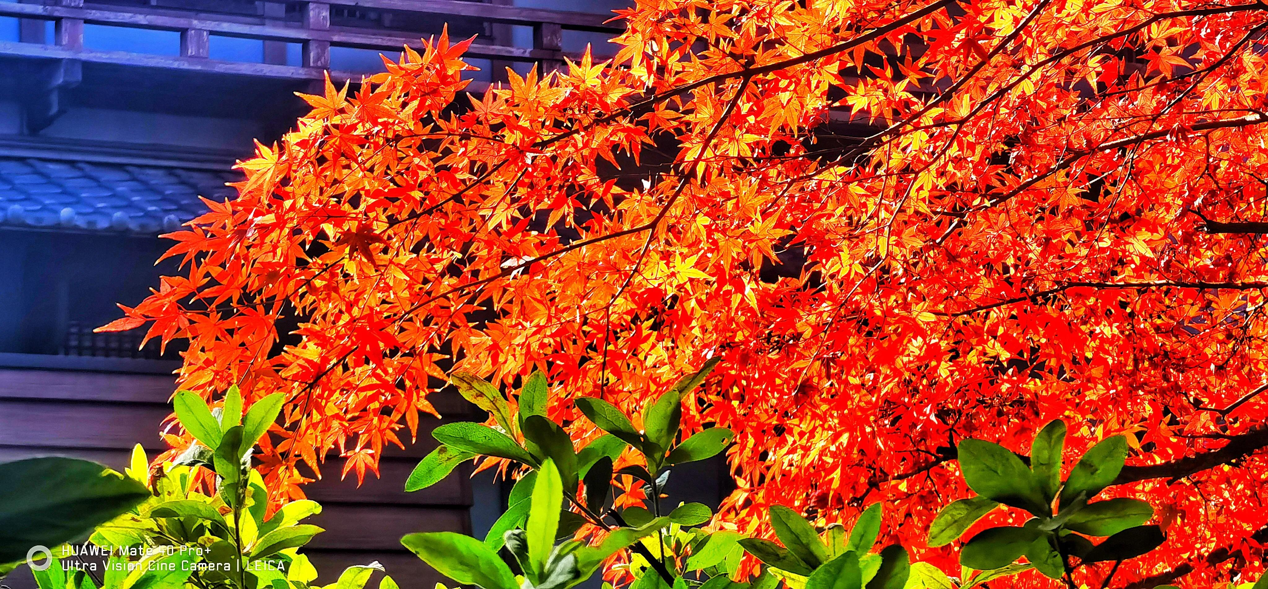 日本早樱晚樱,日本早樱与晚樱哪个更好看