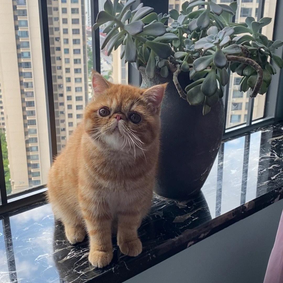 养猫一时爽火葬场,撸猫一时爽养猫火葬场