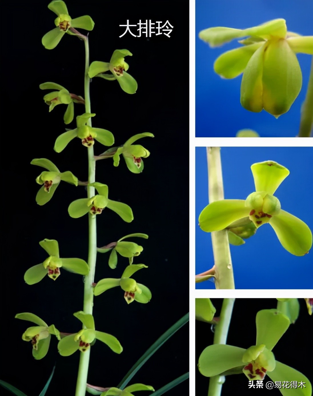 兰花上盆如何避免空根生长,兰花开始开花怎么养护好看