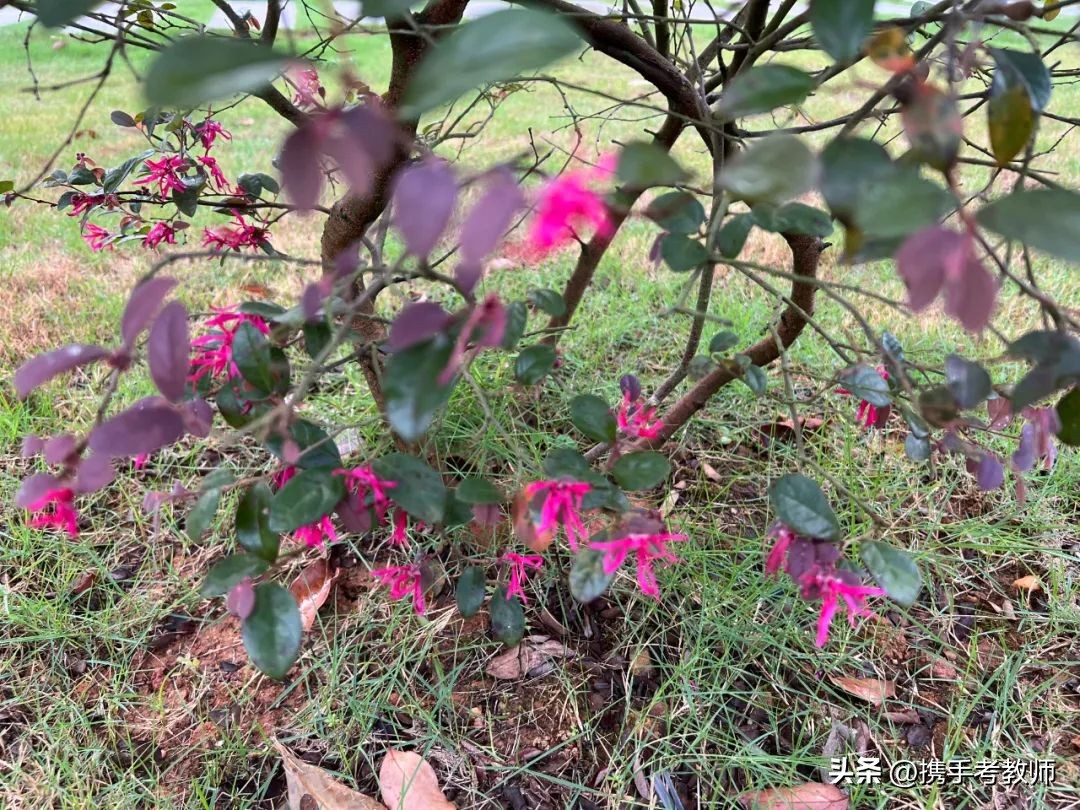 绾㈣姳妾垫湪绉嶆闂磋窛,绾㈣姳妾垫湪瀚佹帴瑙嗛