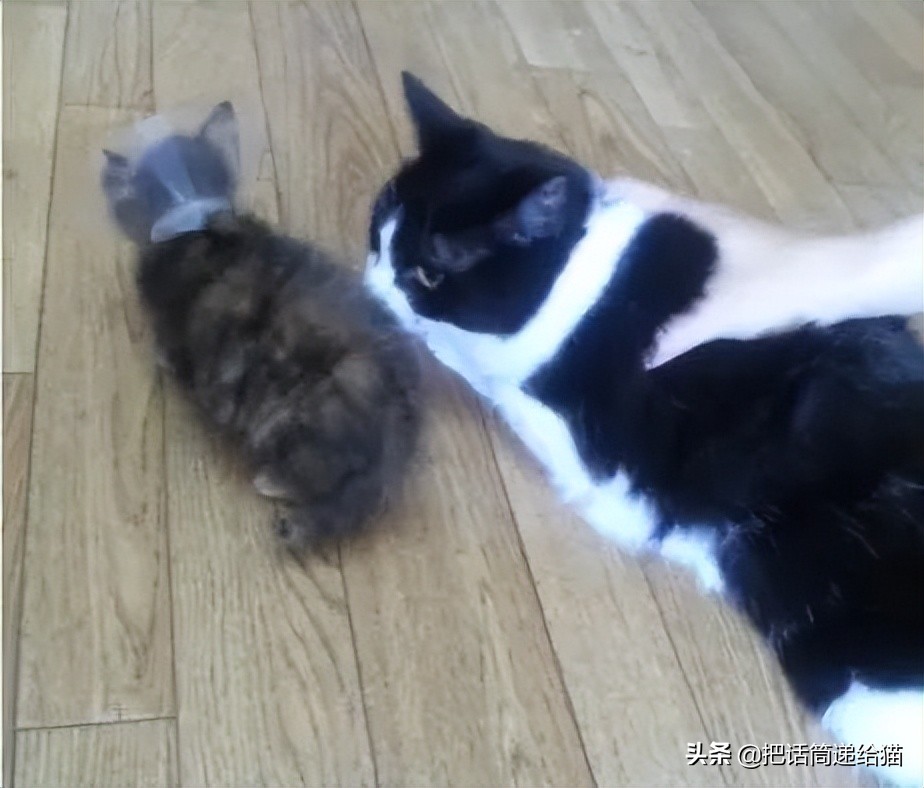 女孩救下一只差点被货车撞死的猫,小女孩救下乌鸦被夺走眼睛