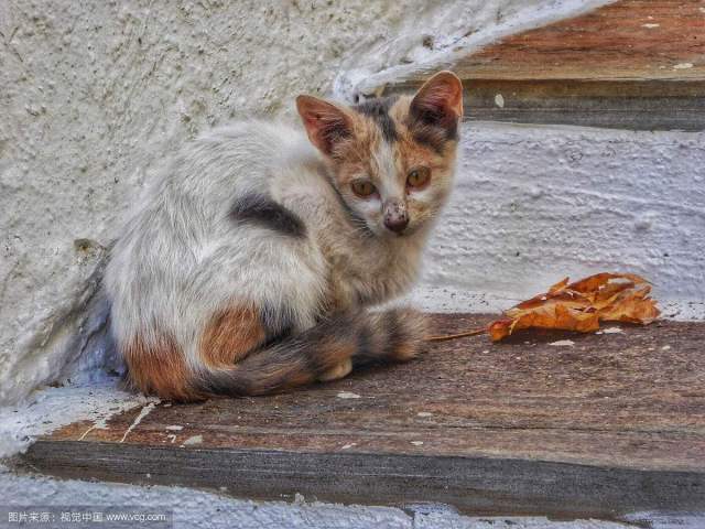 家里养的宠物狗死了怎么处理,家里宠物死了怎么办
