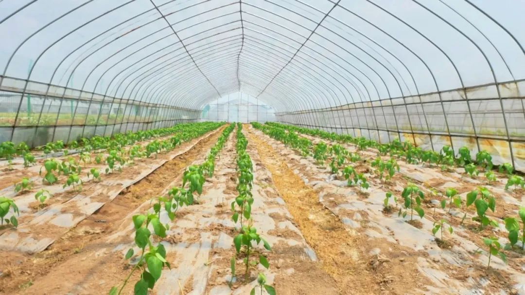 普济镇林口村的“致富椒”