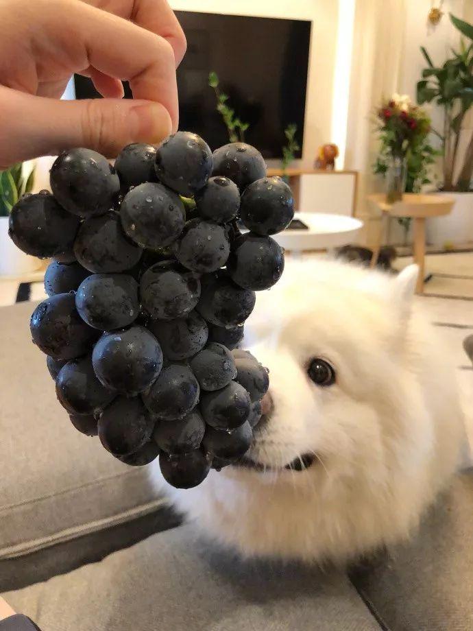 这几种食物对狗狗来说越吃越伤身,狗狗常吃这些食物身体倍儿棒