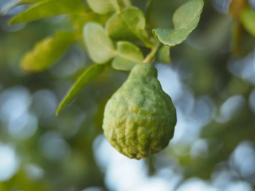 IFA芳疗师这样用精油，每天都有好心情