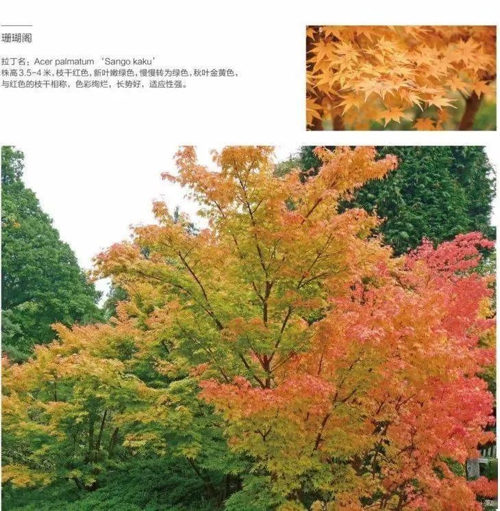 「秋天必看」枫树图鉴22年版——鸡爪枫及日本枫篇