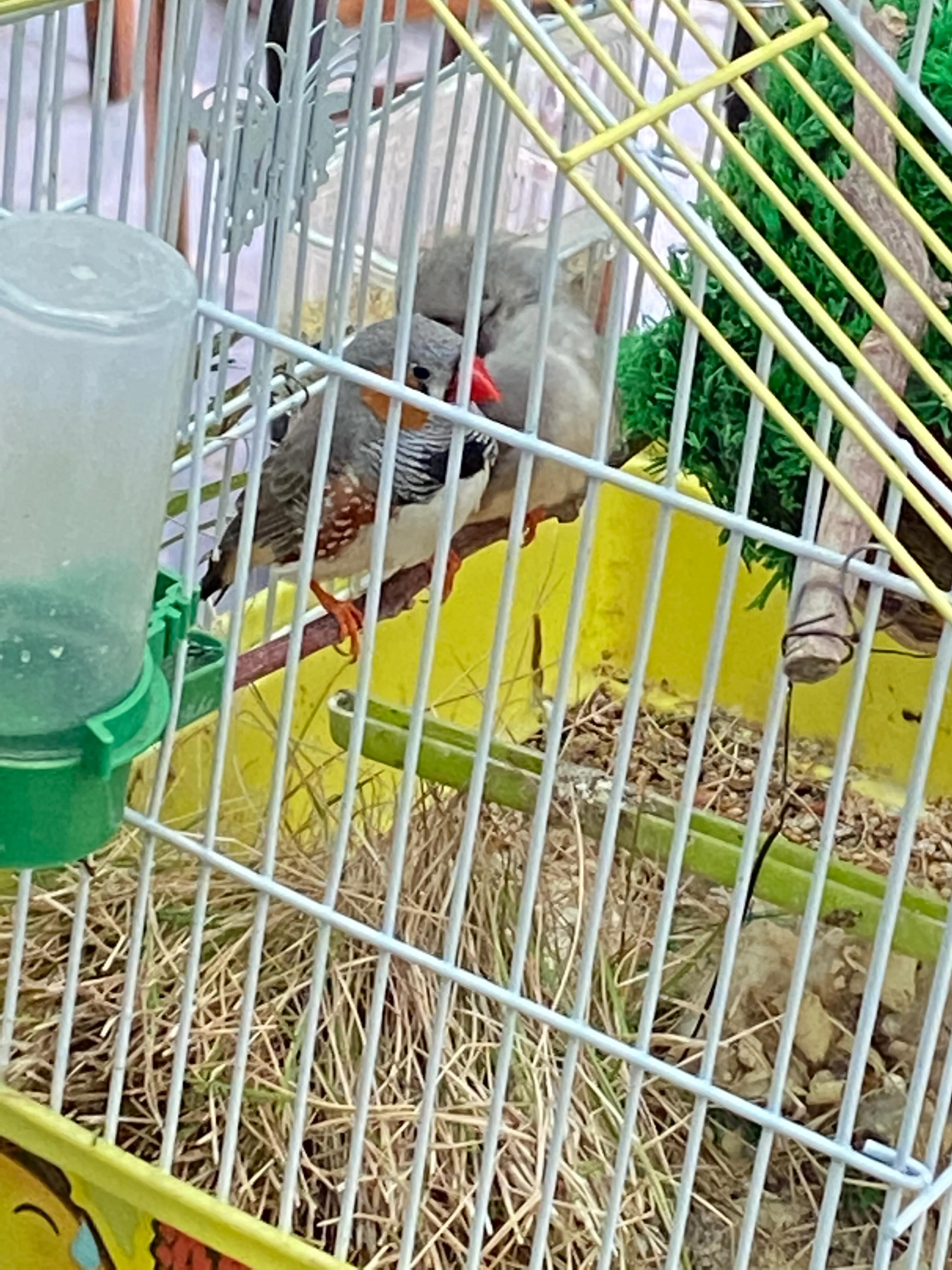 养珍珠鸟的体验！原生态喂养！养出靓丽毛色小鸟！肥肥胖胖的